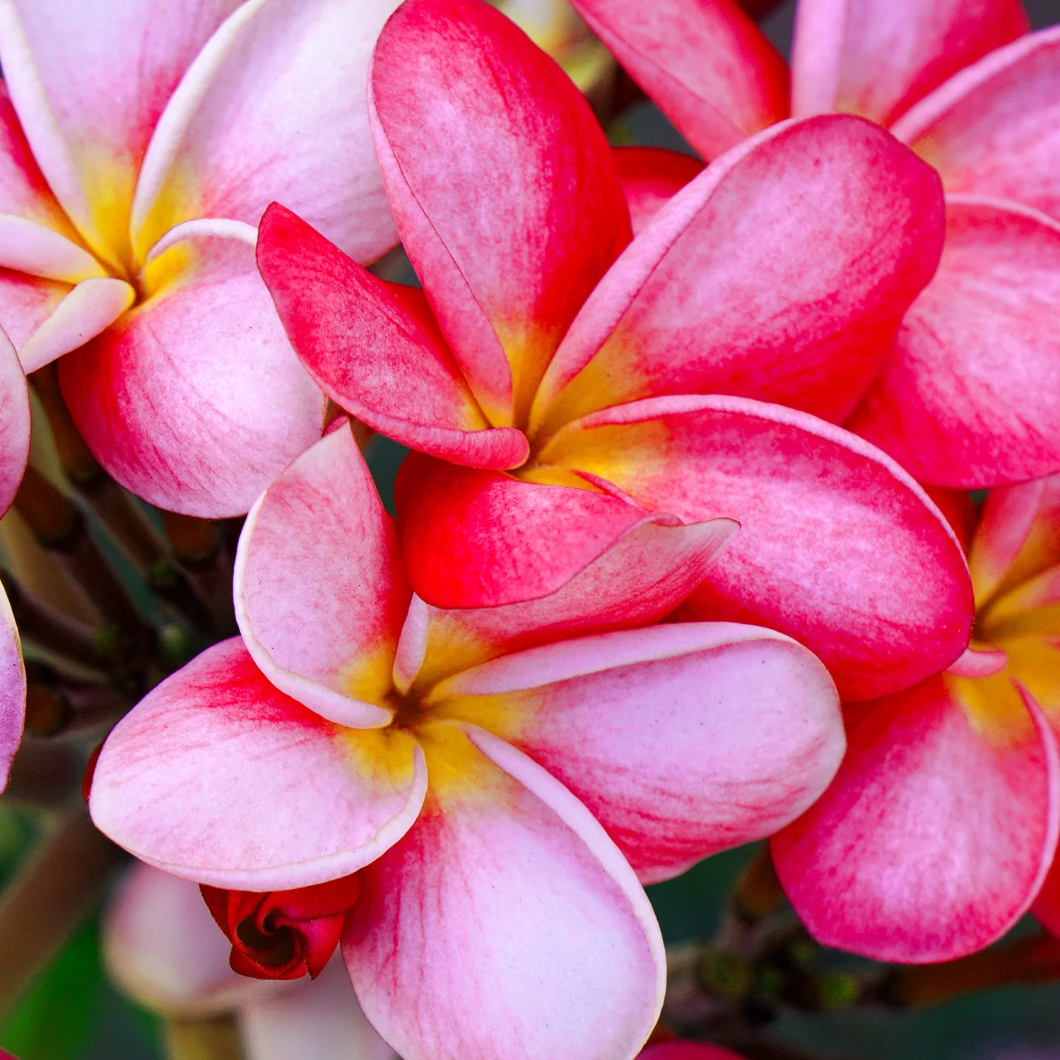 Plumeria