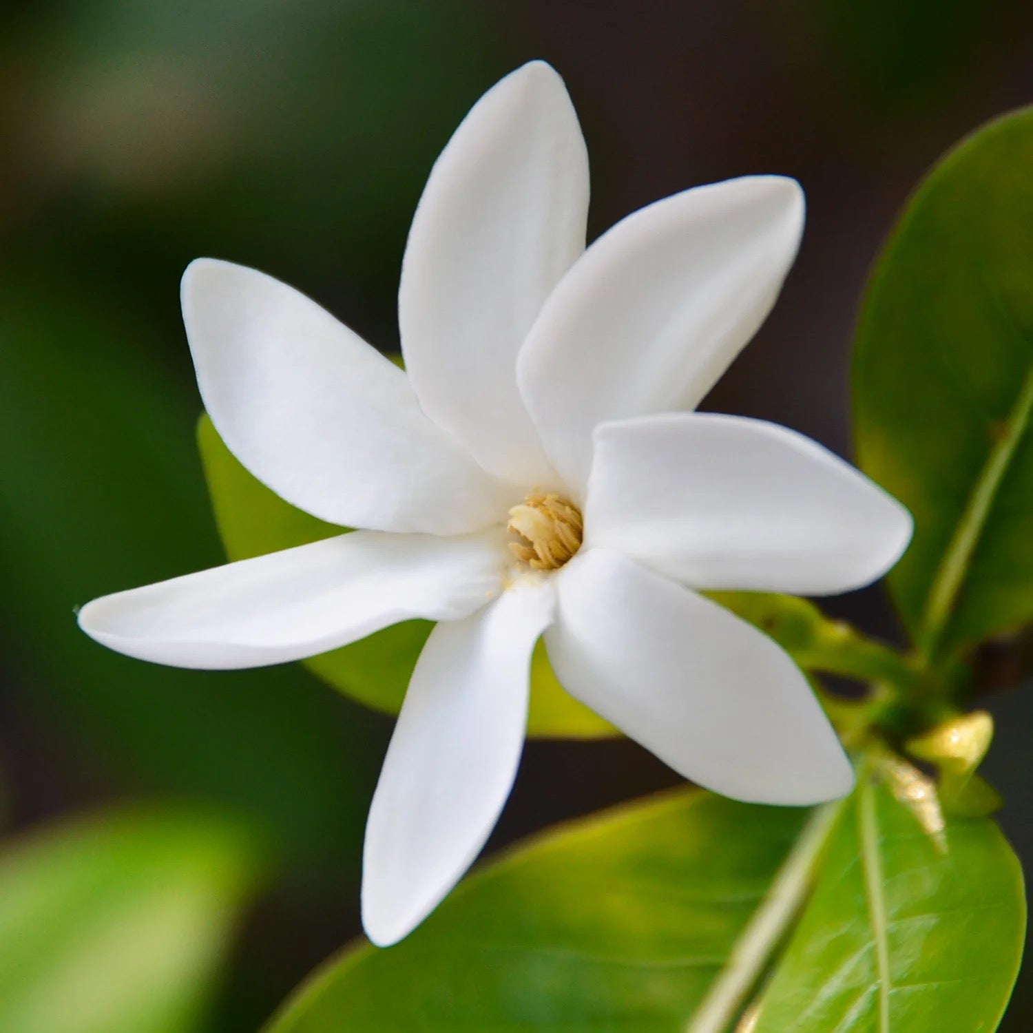 Tahitian Gardenia