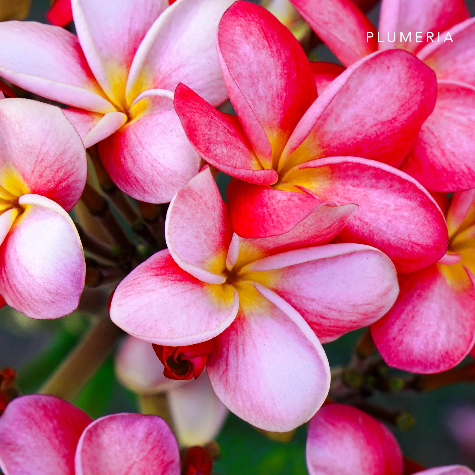 Reed Diffuser 180ml Plumeria